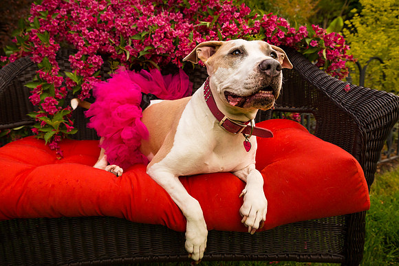 SafeHaven Calendar 2016 - Cover-32_
