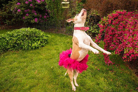SafeHaven Calendar 2016 - Cover-27_